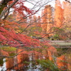 井の頭公園
