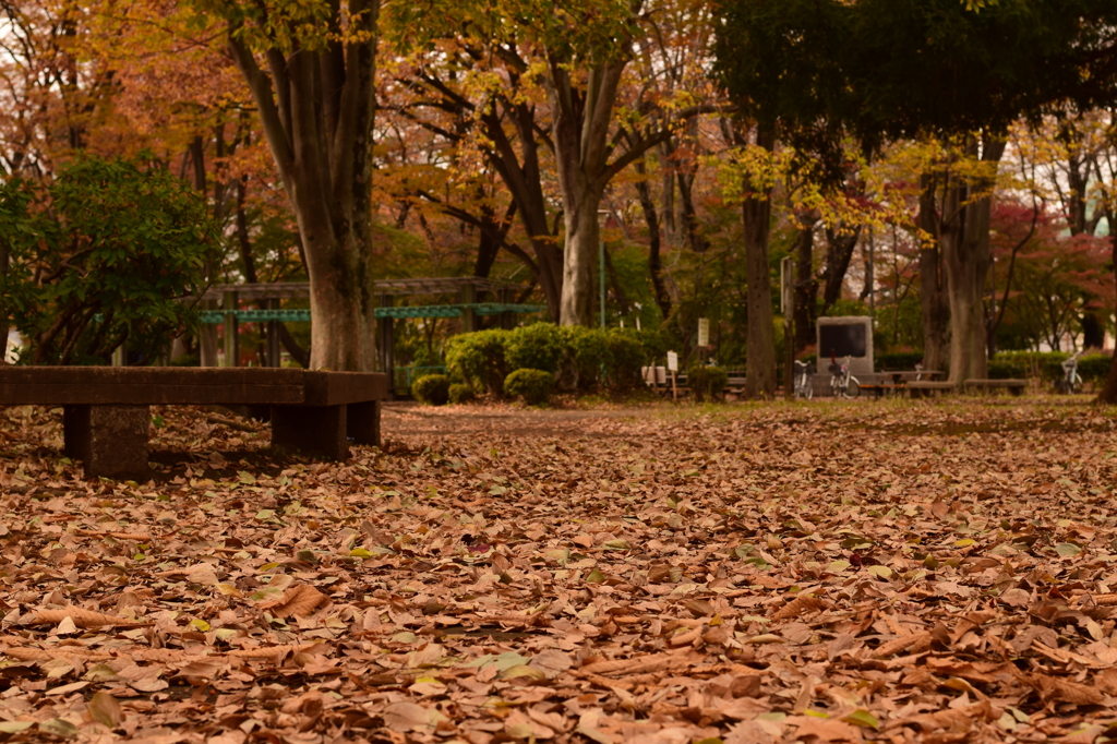落葉公園