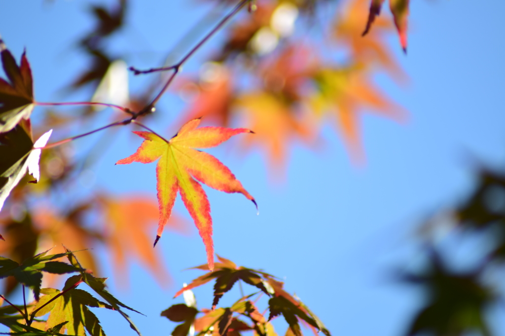 お洒落な紅葉