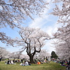 桜の木の下で②