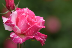 霜降りの薔薇