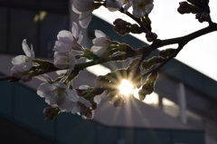 「おかえり」と迎えてくれる桜