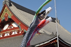 浅草寺の鯉