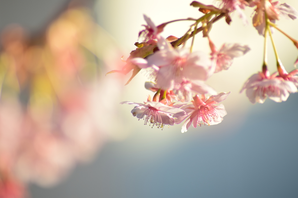 優しくそして華やかに