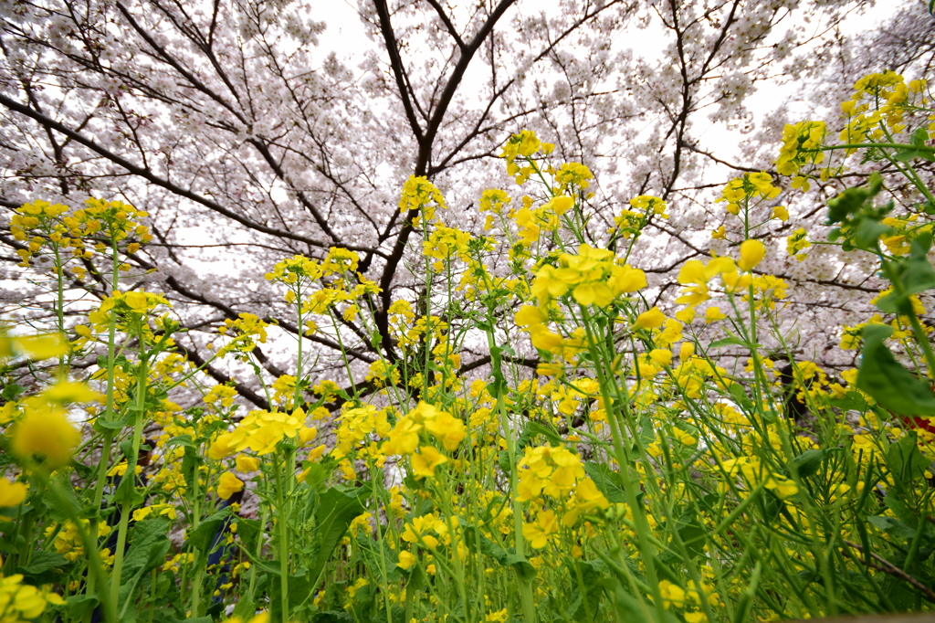 飛び出す菜の花