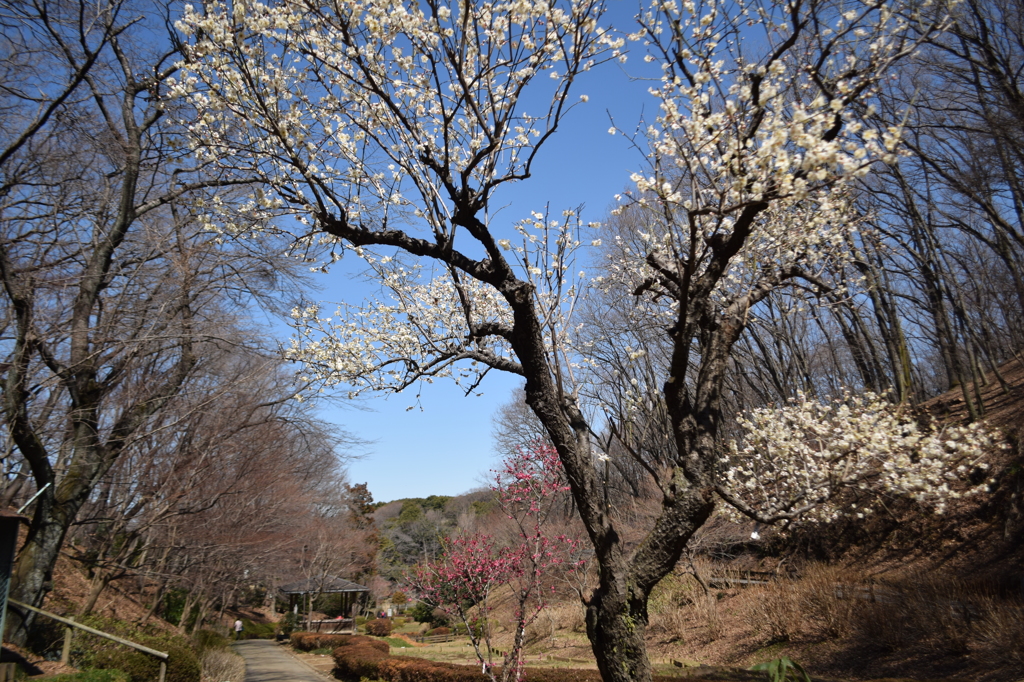 薬師池公園の梅