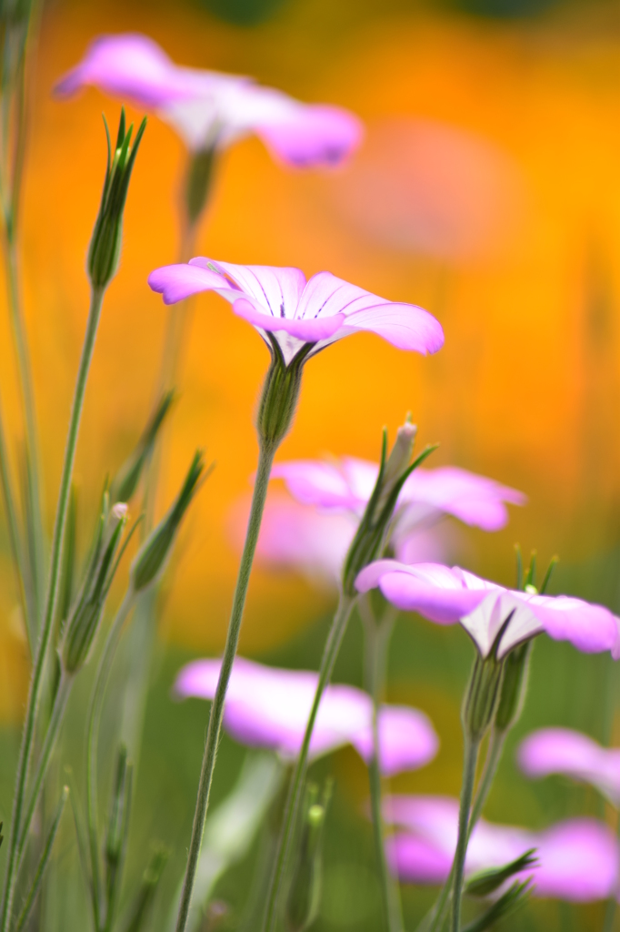 花の様に