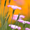 花の様に