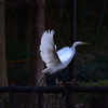 ランディング