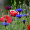 ふと見かけた花たち