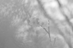 記憶の中の桜