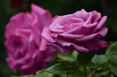 薔薇の貫録