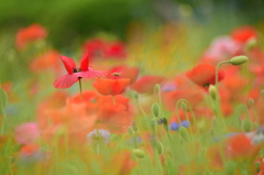 赤い花園