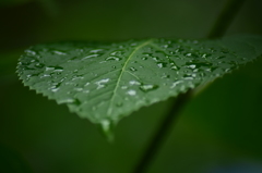 ・・・雨