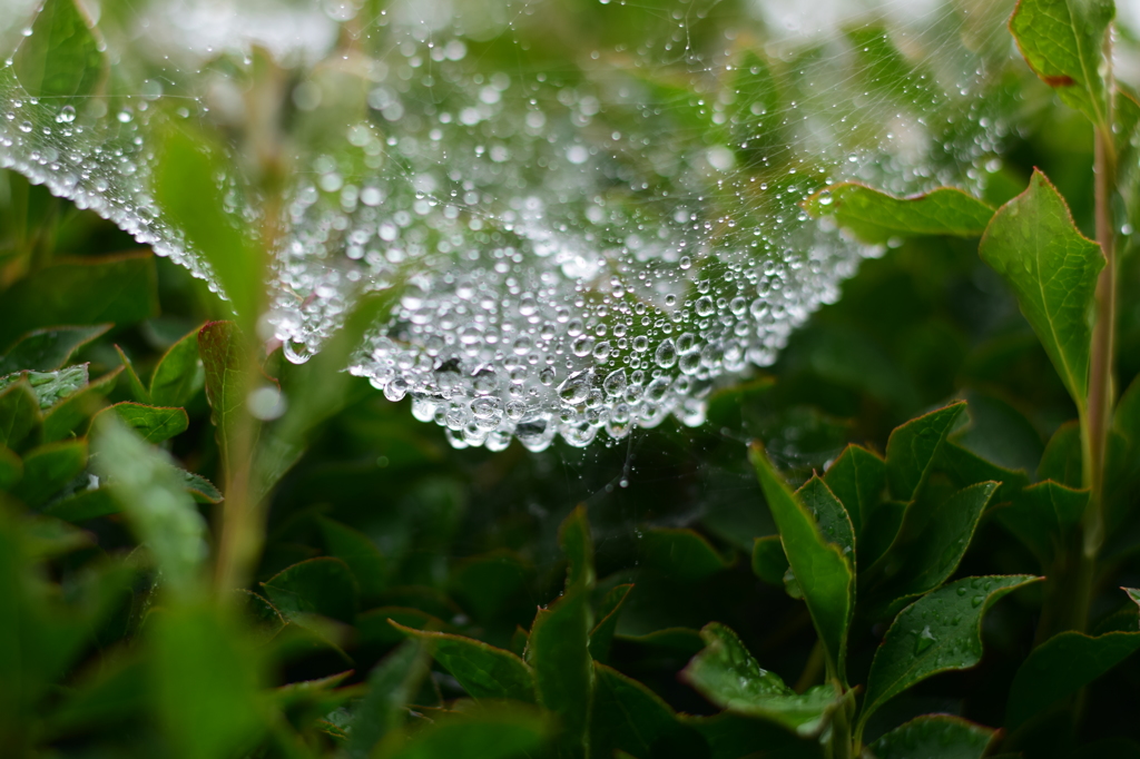 雨の巣