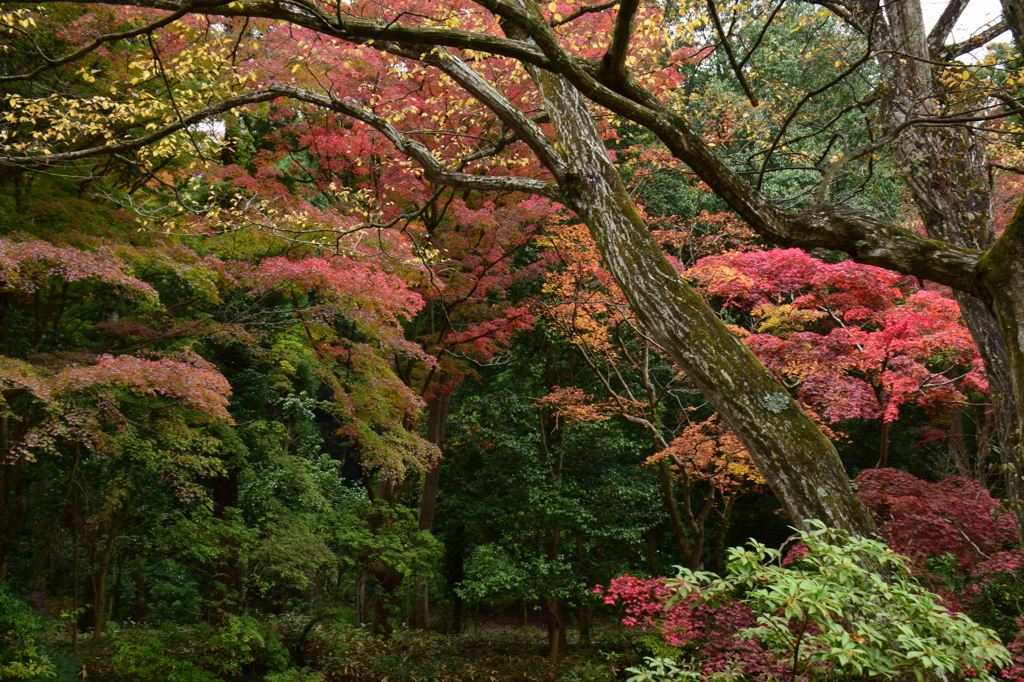 多摩御陵の紅葉②