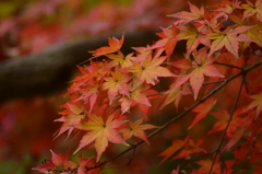 寂しげな紅葉