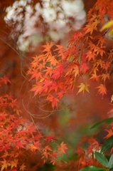 今年の紅葉