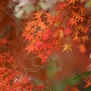 今年の紅葉