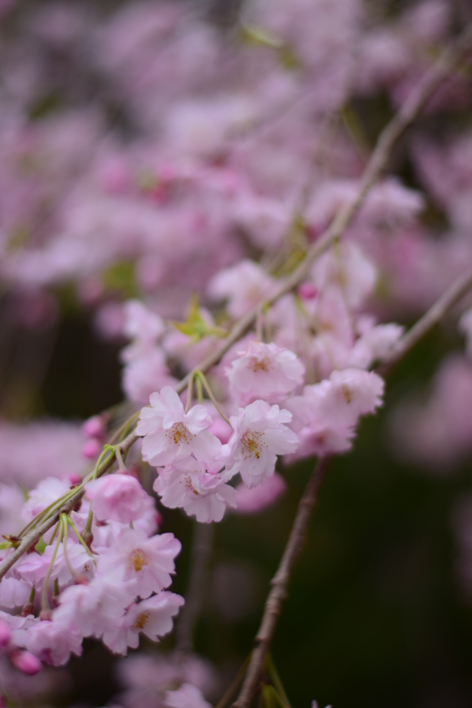 枝垂れ桜
