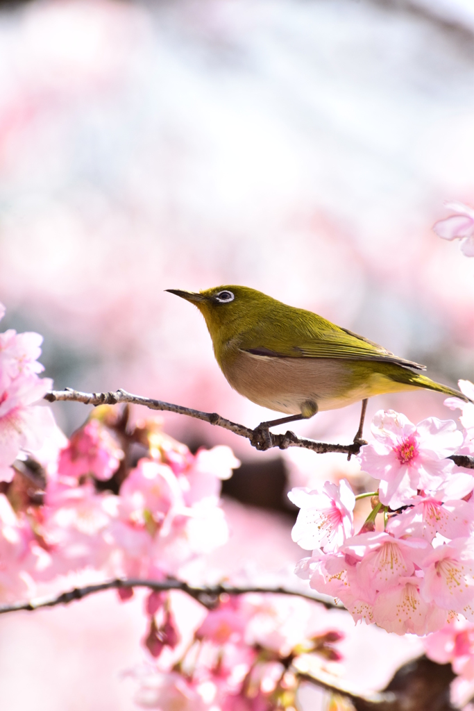 春の光景