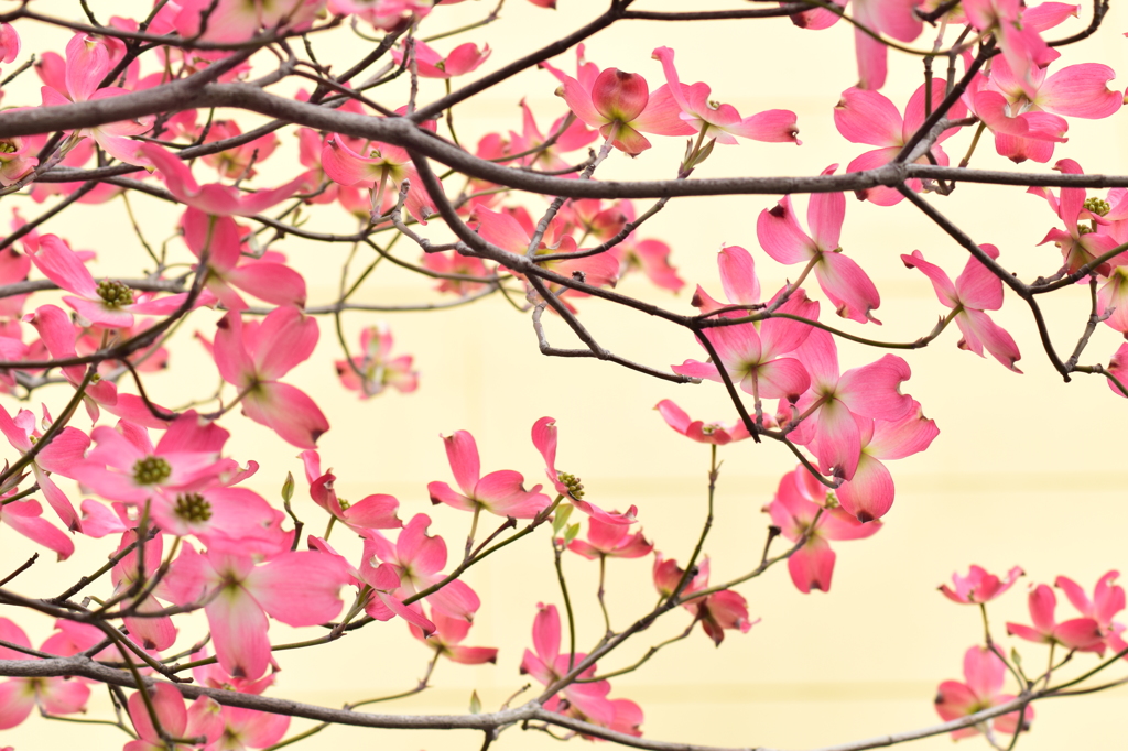 春は次から次