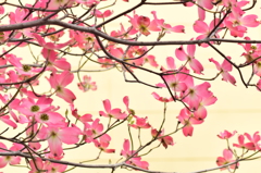 春は次から次