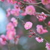 早春の輝き②