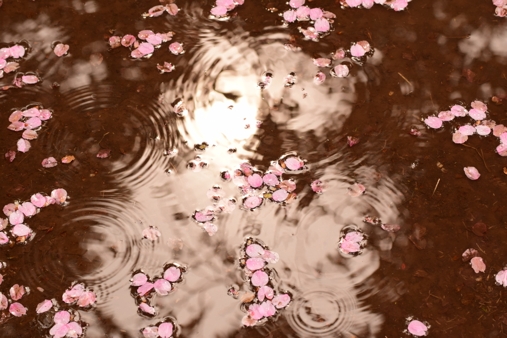雨・・・