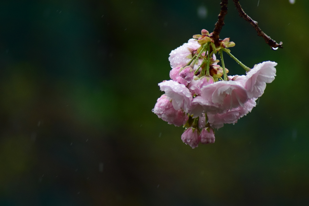 冷たい雨