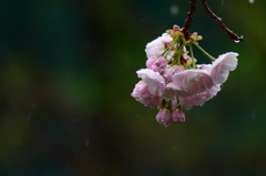 冷たい雨