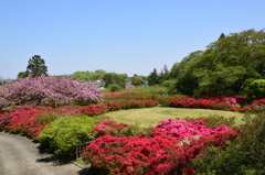 つつじの庭園2