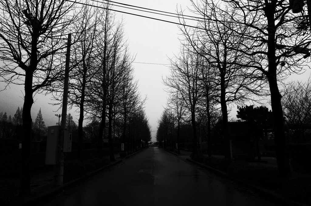 並木