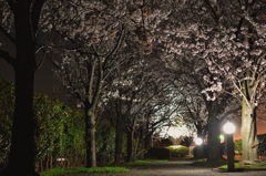 桜道