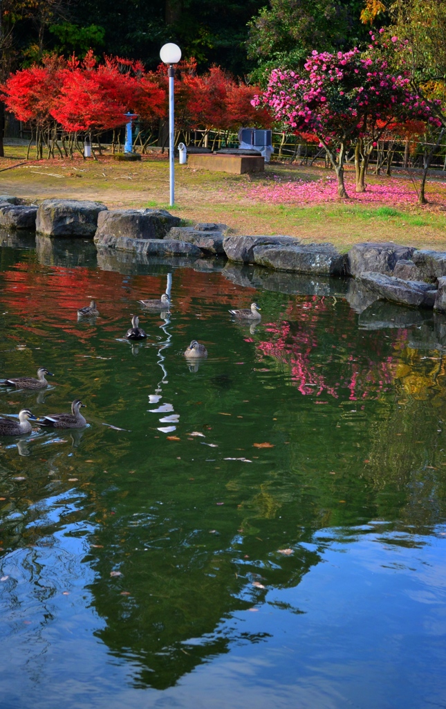 鮮やか