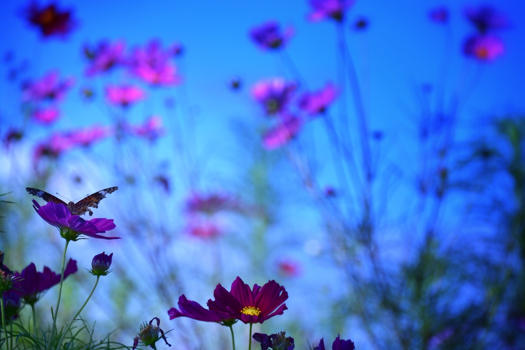 花と蝶