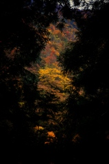 森の向こうの紅葉