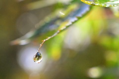 雨あがり