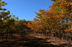 公園