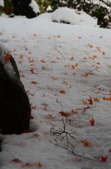 雪に紅葉