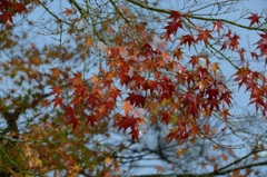 最後の紅葉