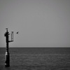 海とカモメ