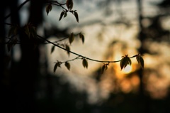 夕方