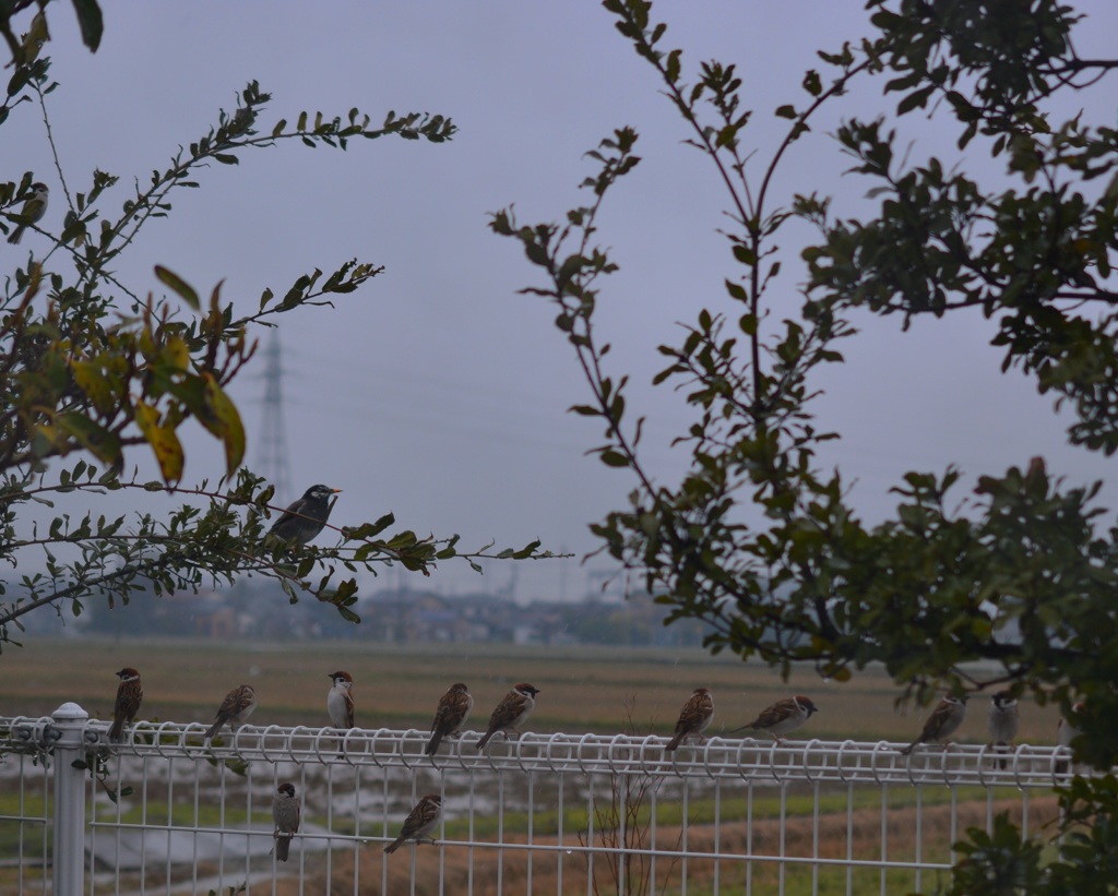 雨にうたれて