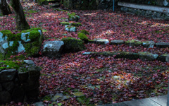紅葉のじゅうたん