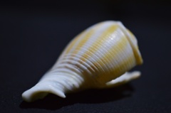 貝殻