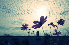 うろこ雲