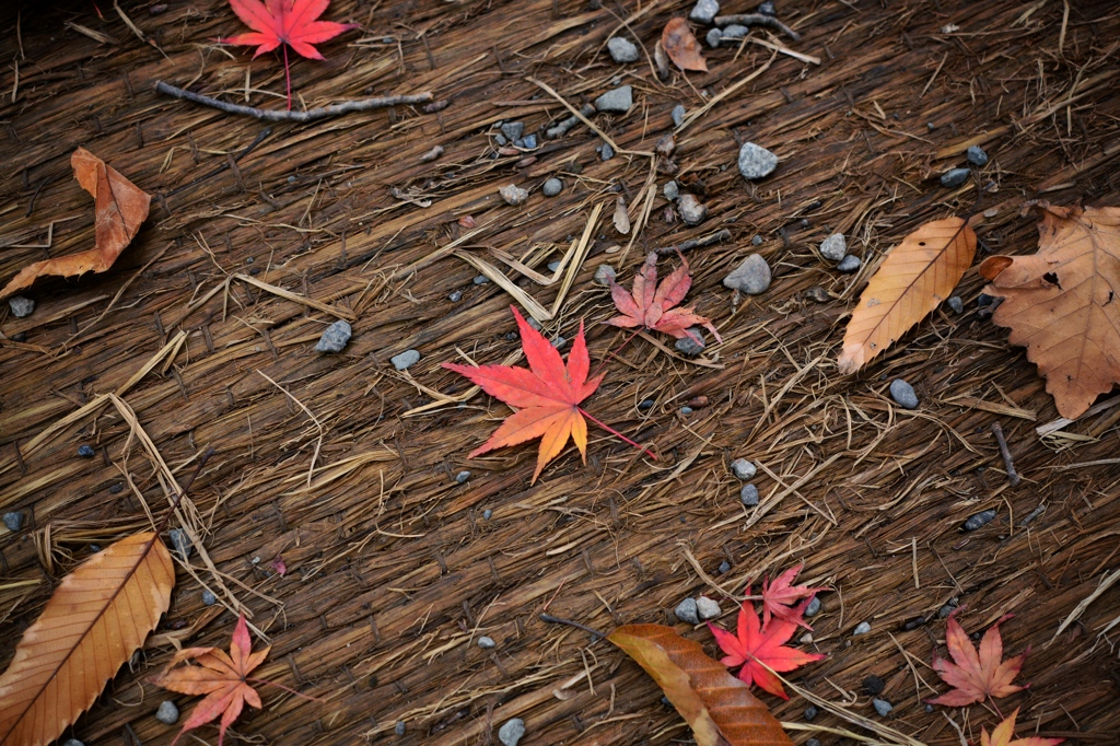 紅葉三昧