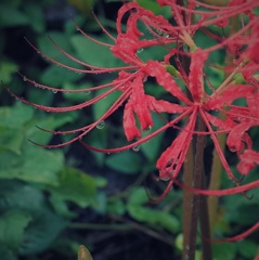 雨