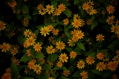 花柄